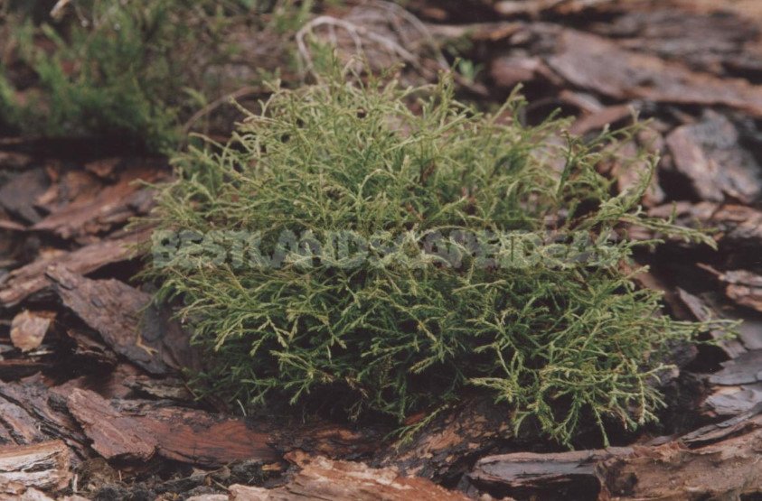 Varieties of Thuja Occidentalis: a Variety of Shapes and Sizes. Photo and Description.