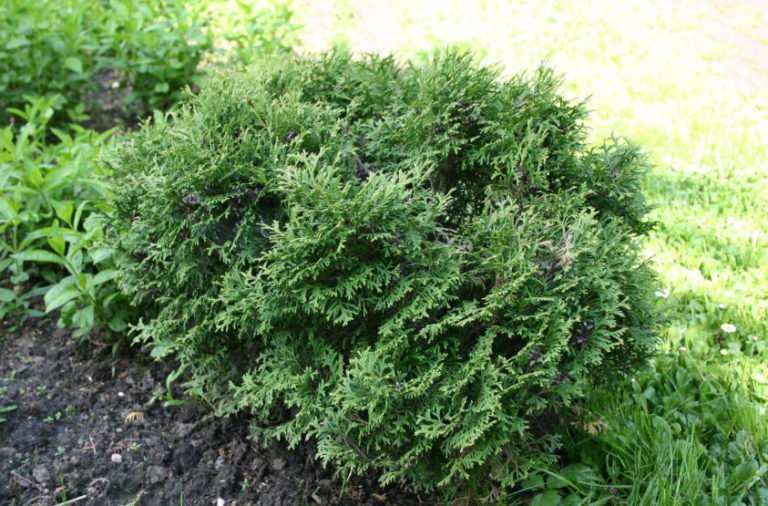 Varieties of Thuja Occidentalis a Variety of Shapes and Sizes. Photo