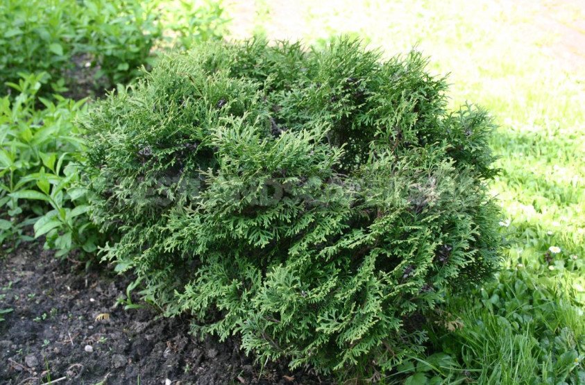 Varieties of Thuja Occidentalis: a Variety of Shapes and Sizes. Photo and Description.