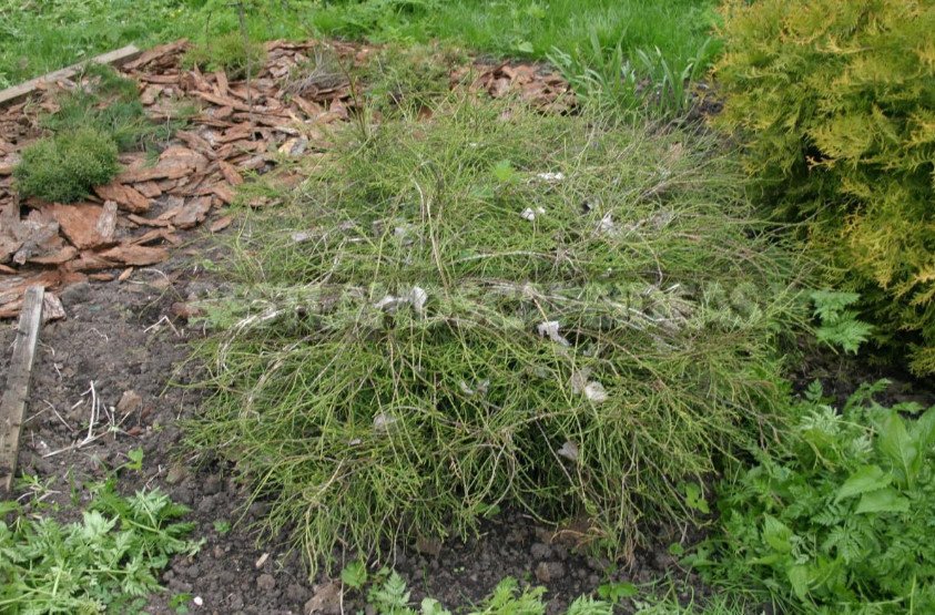 Varieties of Thuja Occidentalis: a Variety of Shapes and Sizes. Photo and Description.