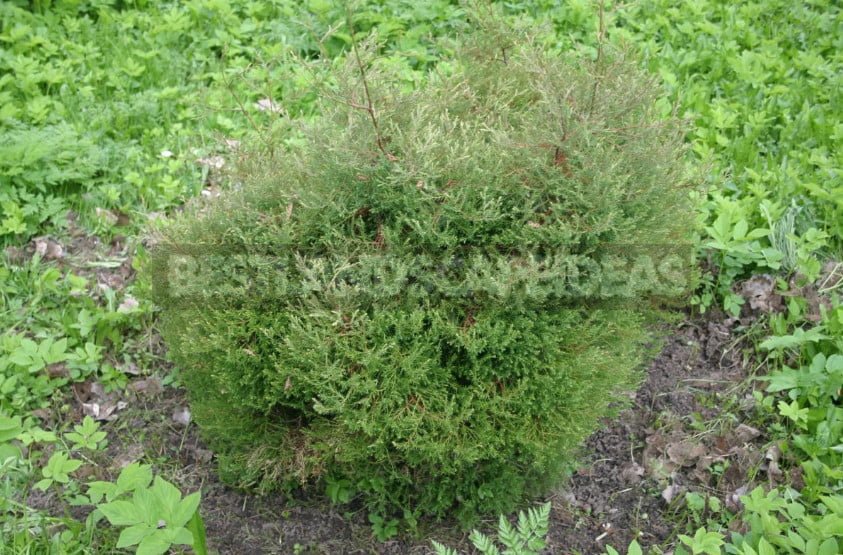 Varieties of Thuja Occidentalis: a Variety of Shapes and Sizes. Photo and Description.