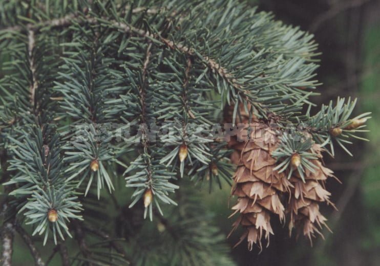 The Douglas Fir: Photo, Description, Types