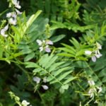 Medicinal Herbs for Diabetes: Use and Cultivation in the Country