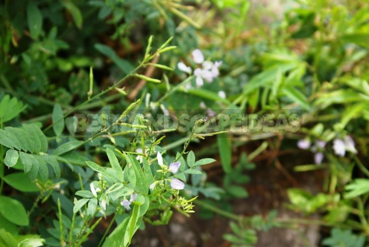 Medicinal Herbs for Diabetes: Use and Cultivation in the Country