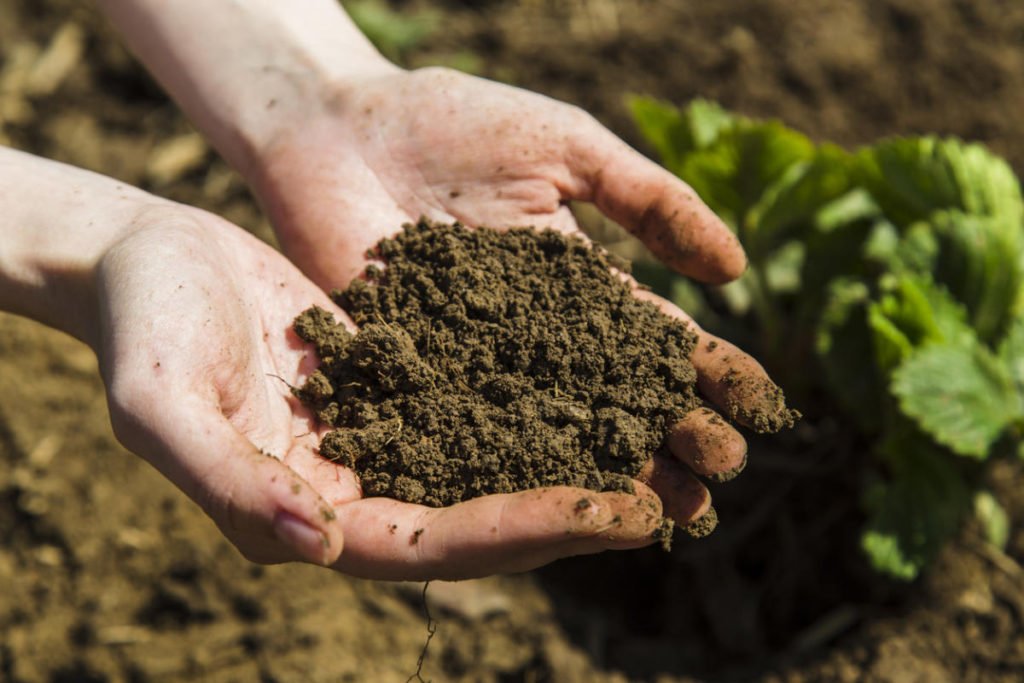 The Value of Organic Fertilizers