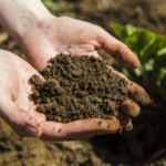 The Value of Organic Fertilizers