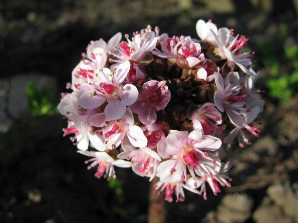 My Darmera Peltata