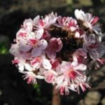 My Darmera Peltata