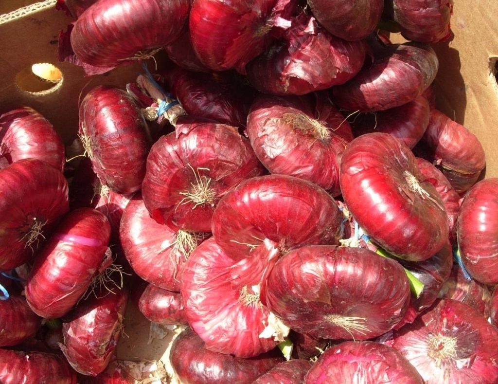 Usual and Unusual Facts About Allium Cepa