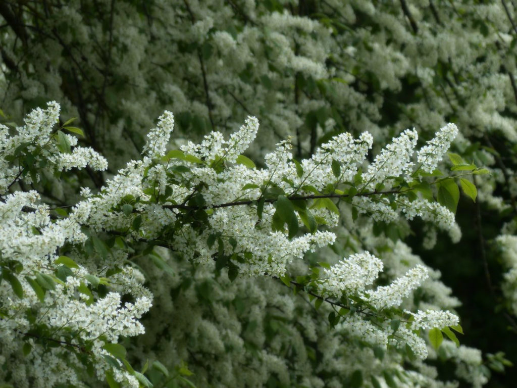 How To Plant And Care For Prunus Padus
