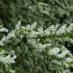 How To Plant And Care For Prunus Padus