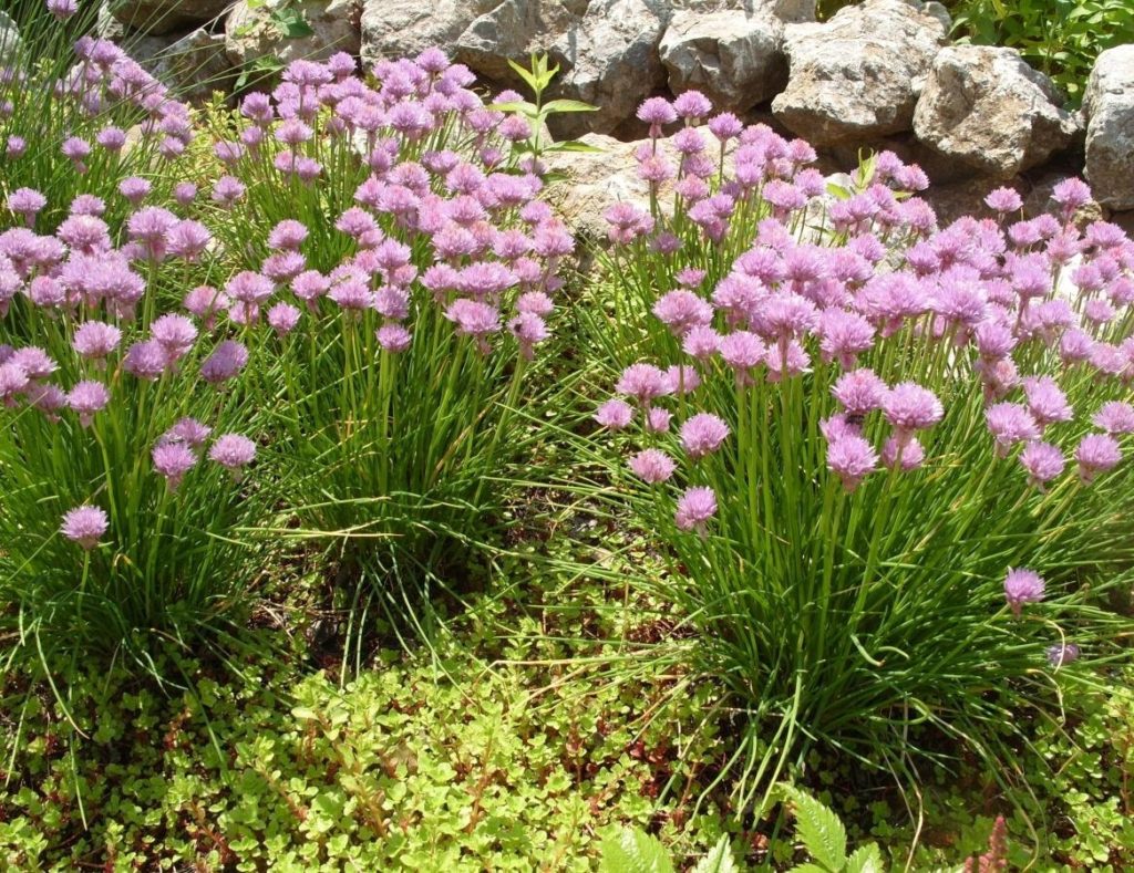 Allium Schoenoprasum and Its Advantages