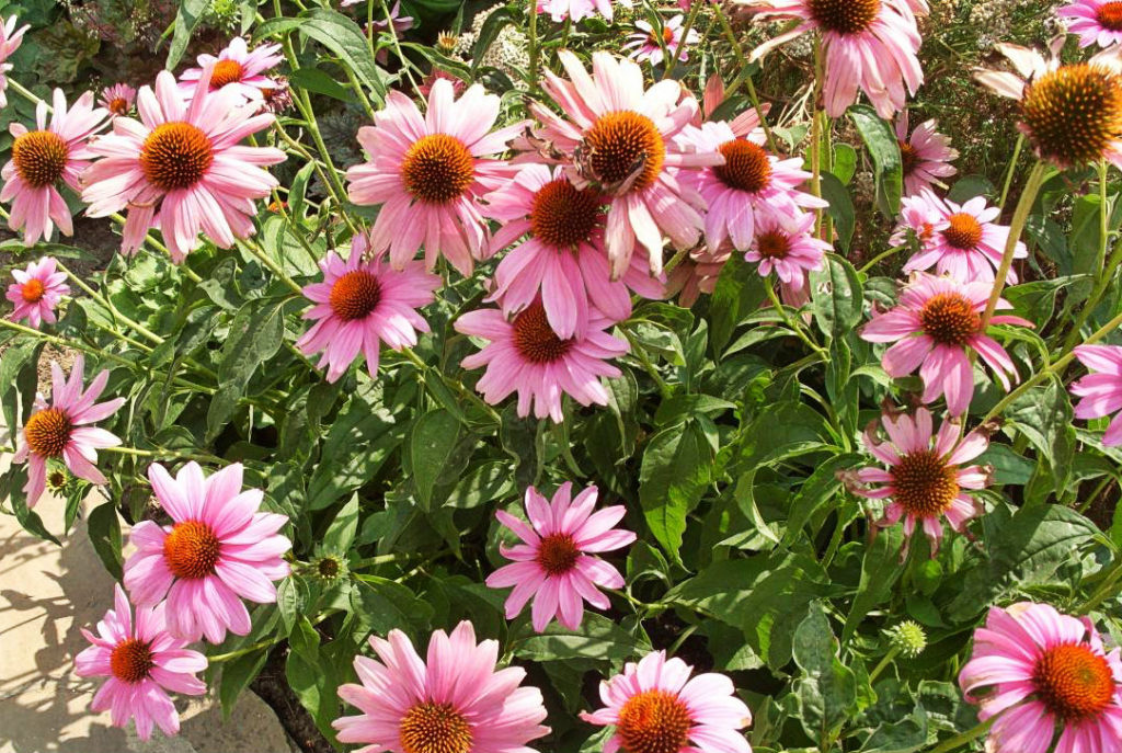 Echinacea Purpurea – Luxurious and Useful Plant