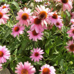 Echinacea Purpurea – Luxurious and Useful Plant