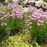 Allium Schoenoprasum and Its Advantages