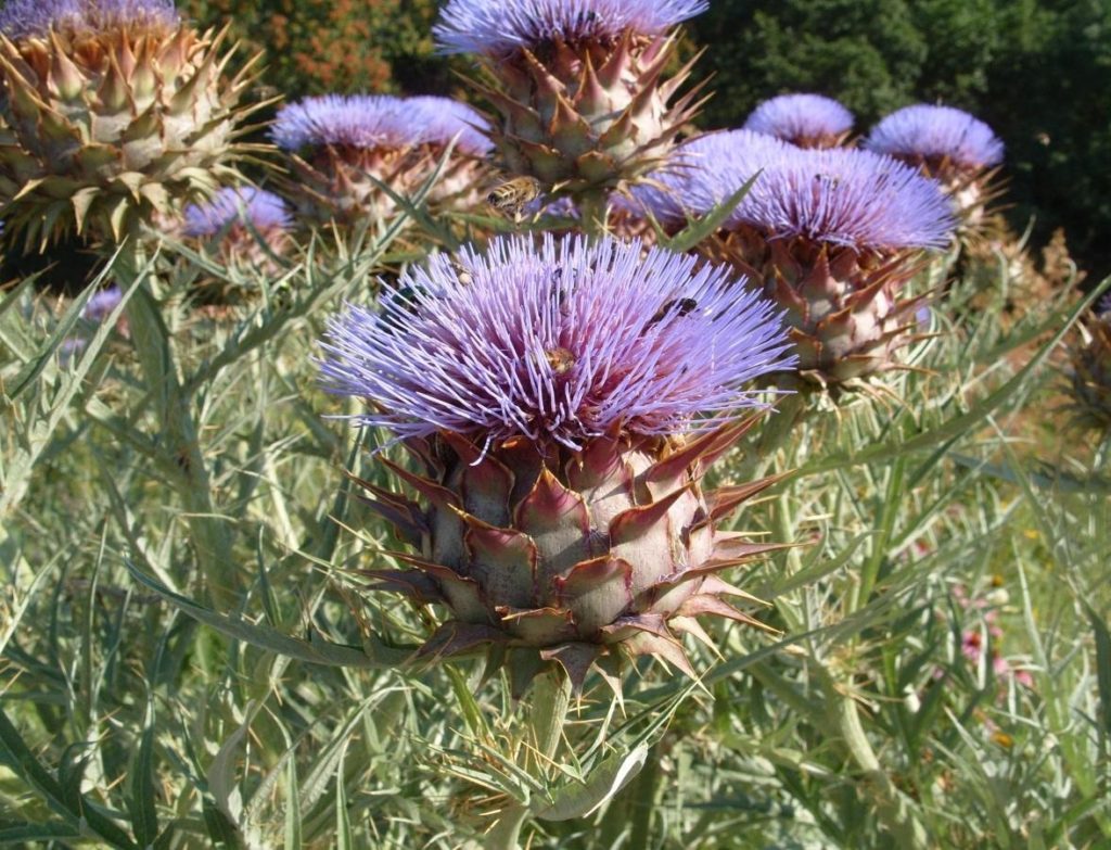 Recipe for Artichokes