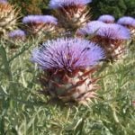 Recipe for Artichokes