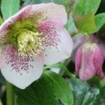 How To Plant And Care For Hellebore