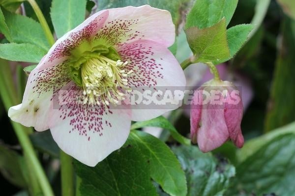 Hellebore - Aliphia