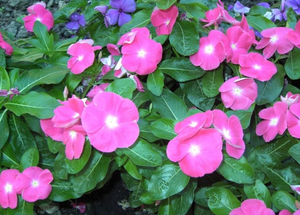 Vinca Rosea is an Evergreen Decoration for Your Garden