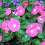 Vinca Rosea is an Evergreen Decoration for Your Garden