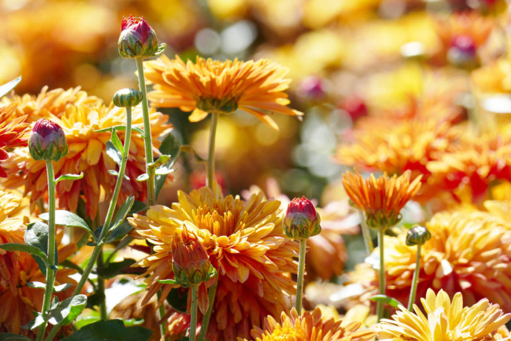 Cuttings of Chrysanthemums