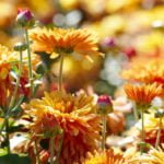 Cuttings of Chrysanthemums