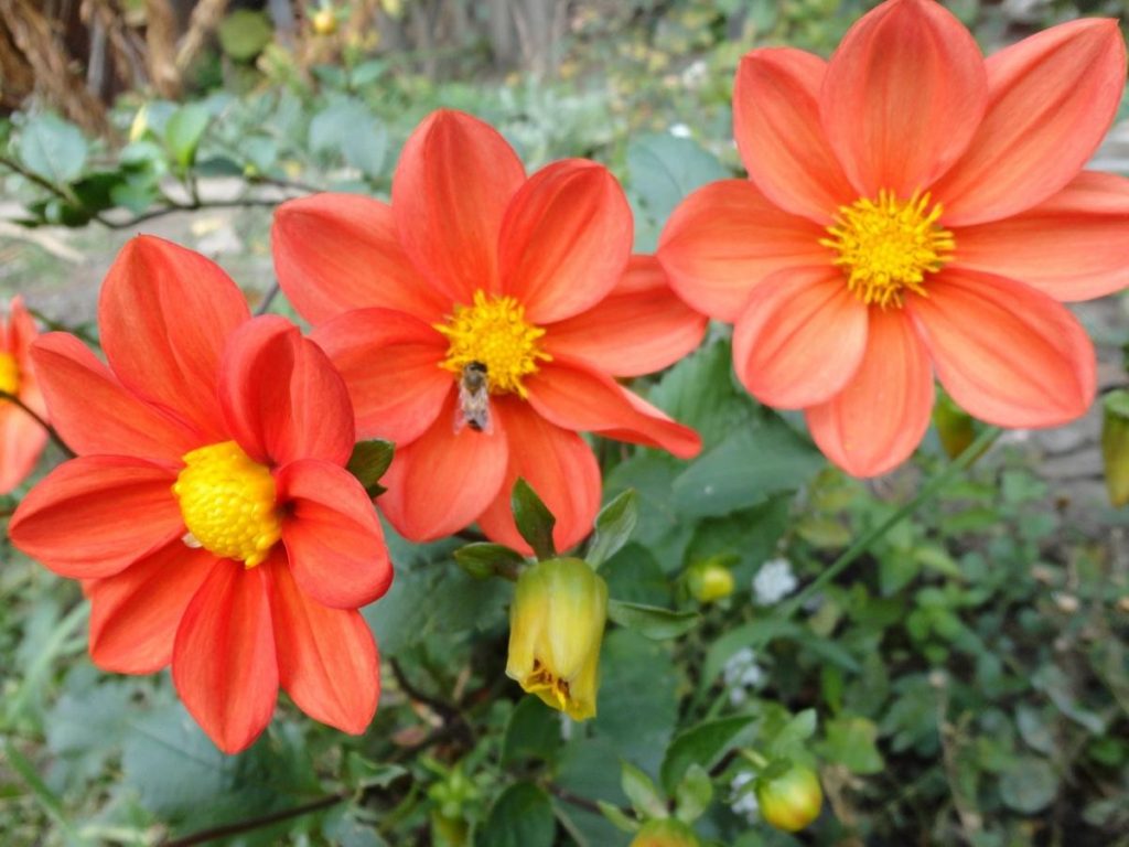 Dahlia – Autumn Decoration of the Flower Beds