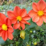 Dahlia – Autumn Decoration of the Flower Beds