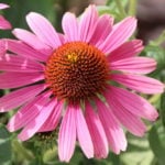 How To Plant And Care For Echinacea