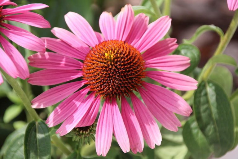 How To Plant And Care For Echinacea Best Landscape Ideas
