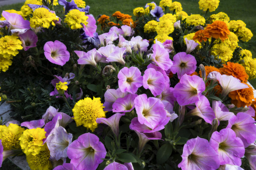 TOP 8 Popular Garden Flowers - Best Landscape Ideas