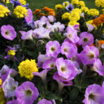 TOP 8 Popular Garden Flowers