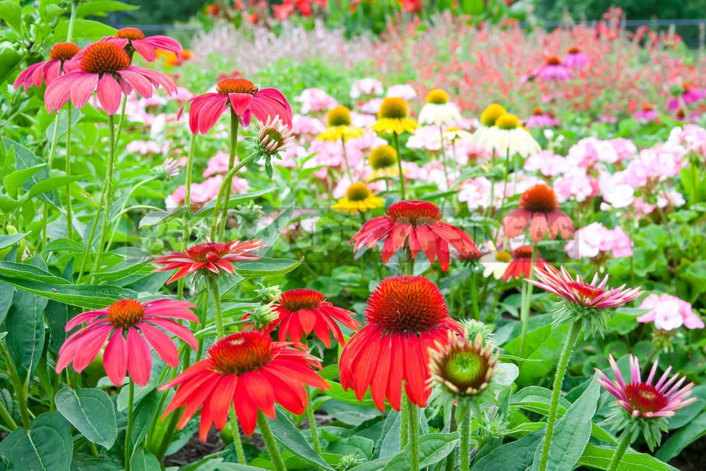 How To Plant And Care For Echinacea