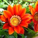 Long Flowering Gazania X Hybrida