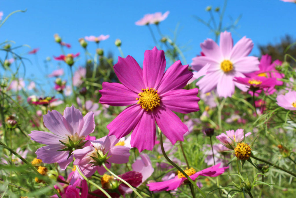 TOP 8 Popular Garden Flowers Best Landscape Ideas