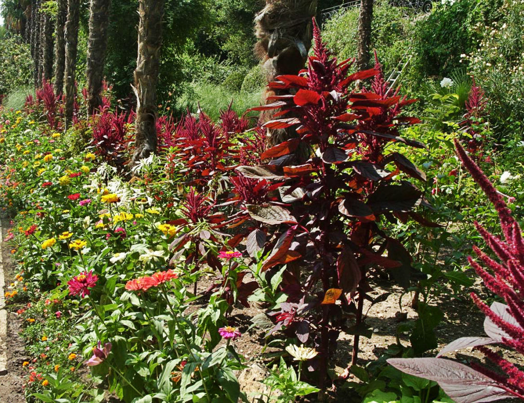 The Variety Amaranthus