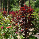 The Variety Amaranthus