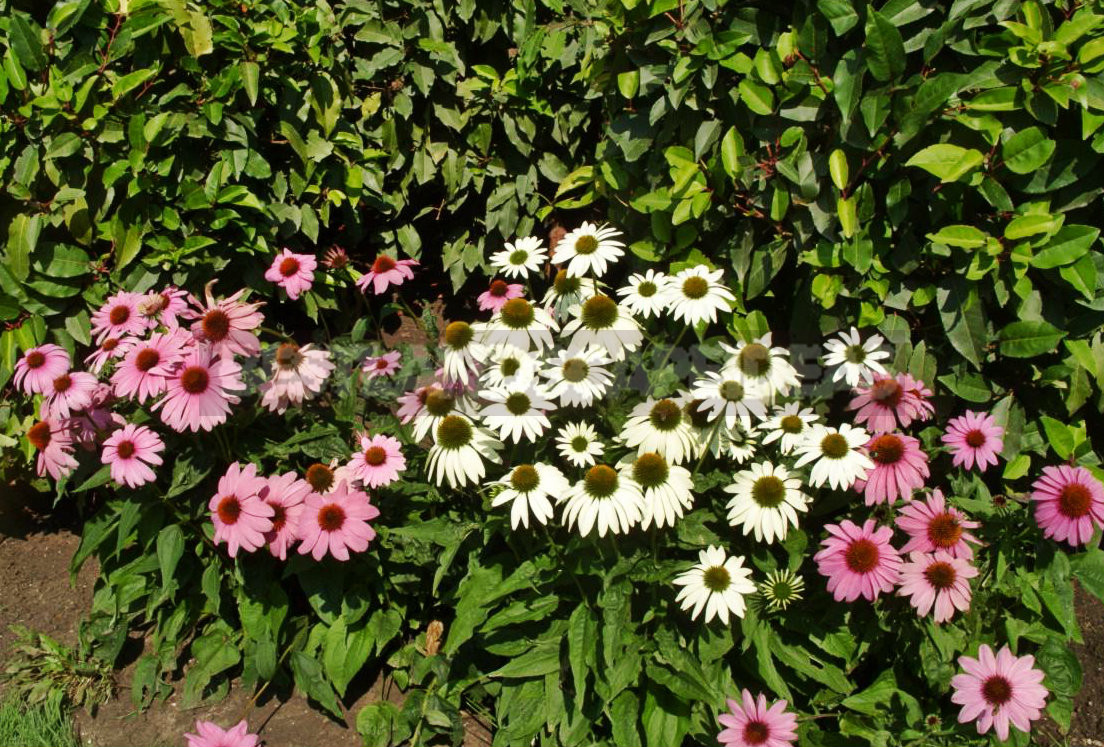 Эхинацея цветок многолетний фото на клумбе