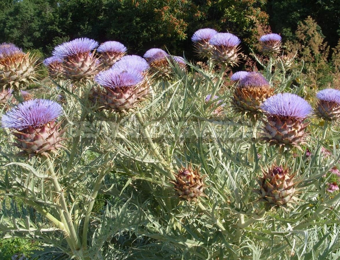 Recipe for Artichokes