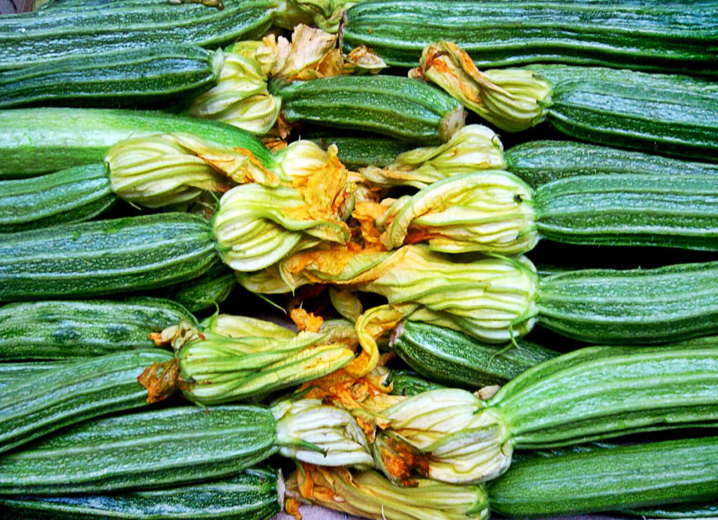 How To Plant And Care For Zucchini