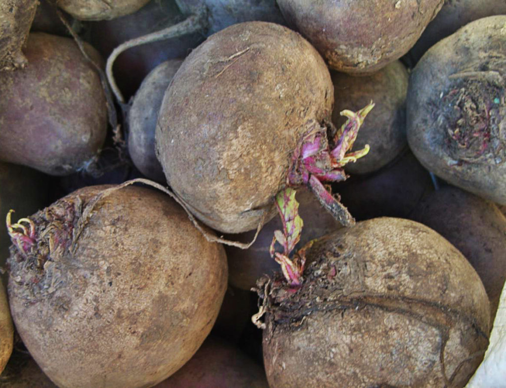 How To Plant And Care For Beta Vulgaris Var.Esculenta