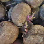 How To Plant And Care For Beta Vulgaris Var.Esculenta