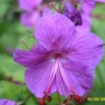 Geranium Macrorrhizum Will Help to Decorate Your Garden
