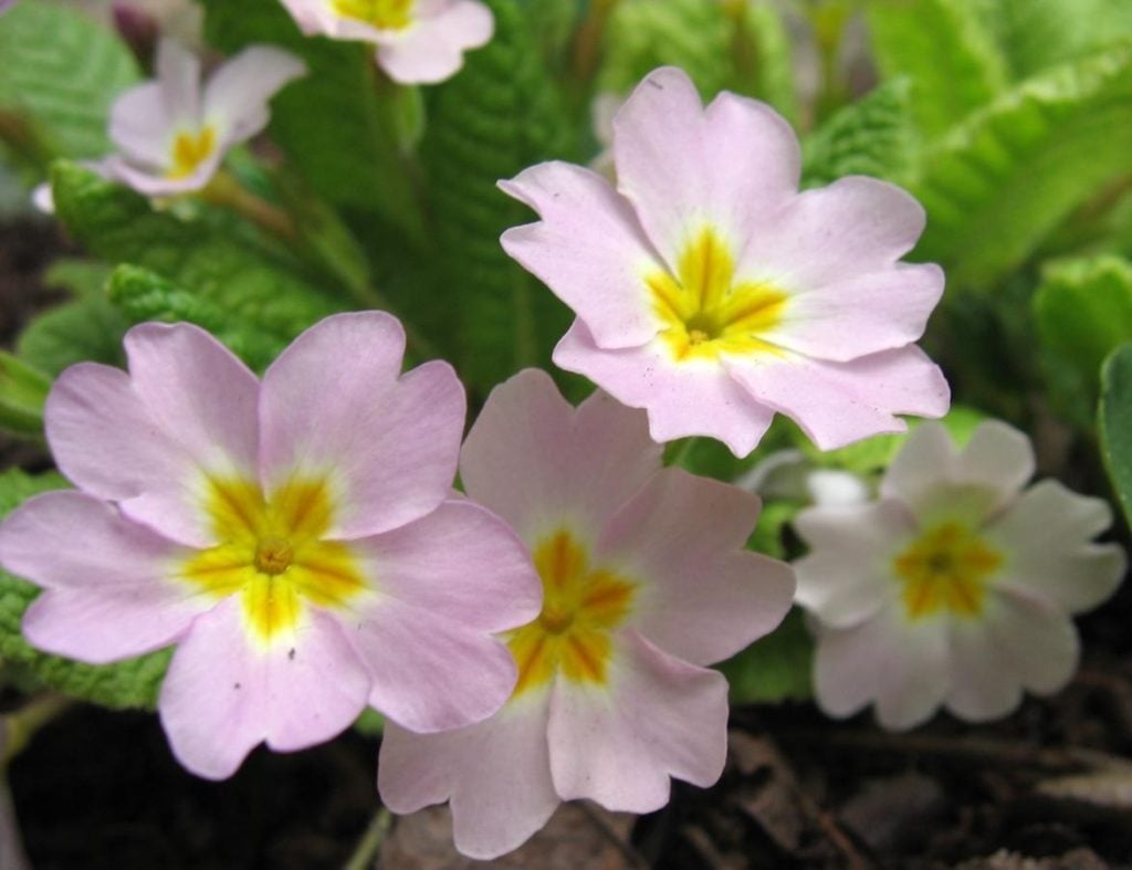 Flower Perennials for Shady Flower Garden