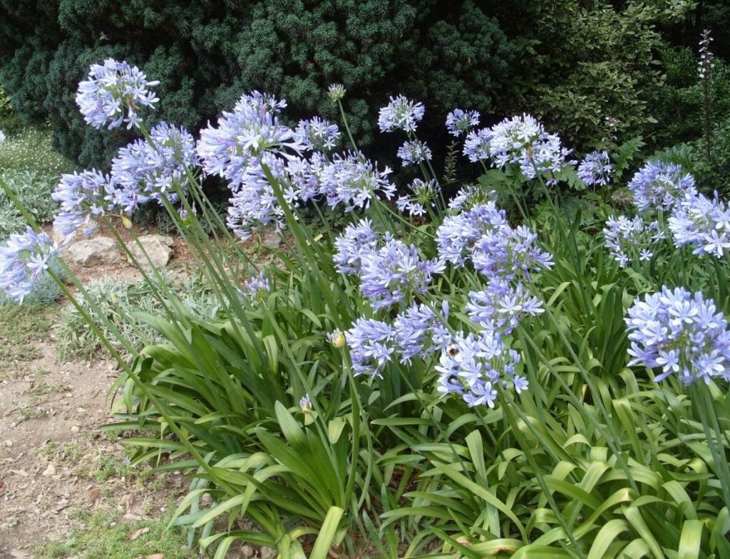 Agapanthus – Flower of Heavenly Purity