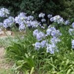 Agapanthus – Flower of Heavenly Purity