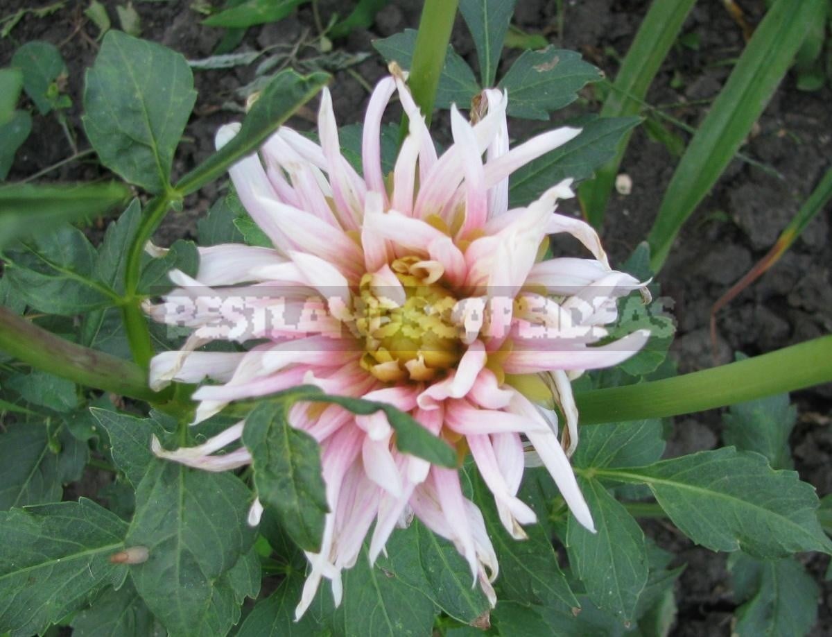 Dahlia – Autumn Decoration of the Flower Beds