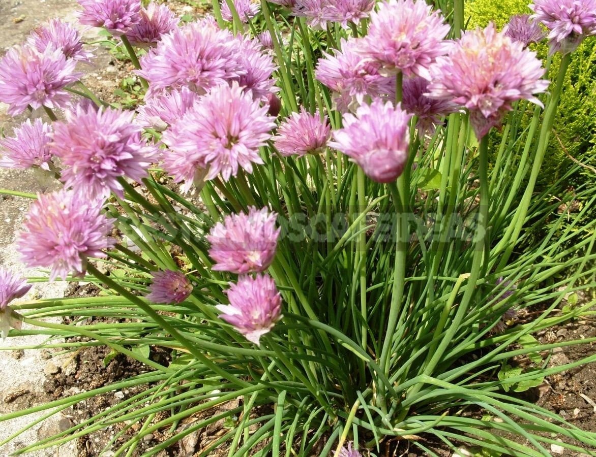 Allium Schoenoprasum and Its Advantages