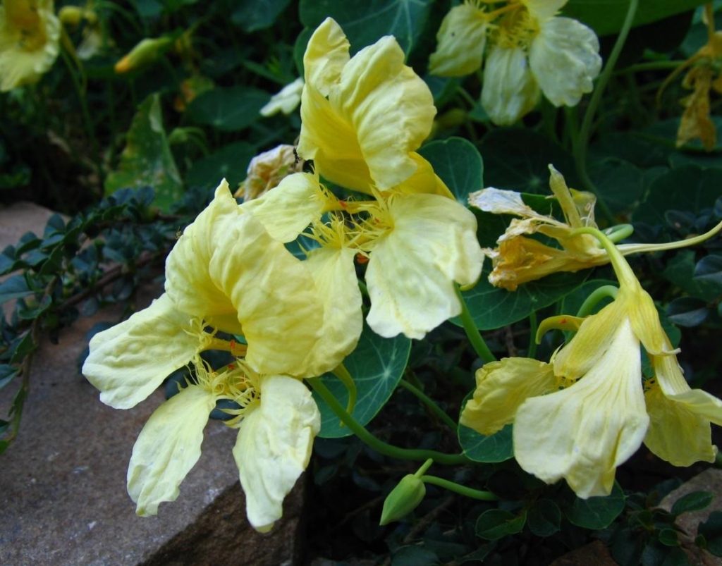 3 Best Recipes for Nasturtium